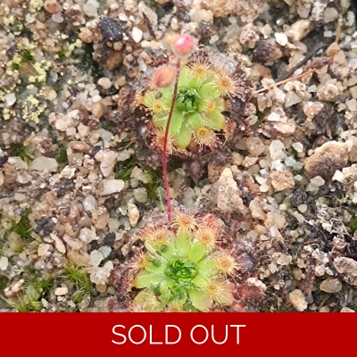 Drosera pulchella Baker's junction, 10+ gemmae